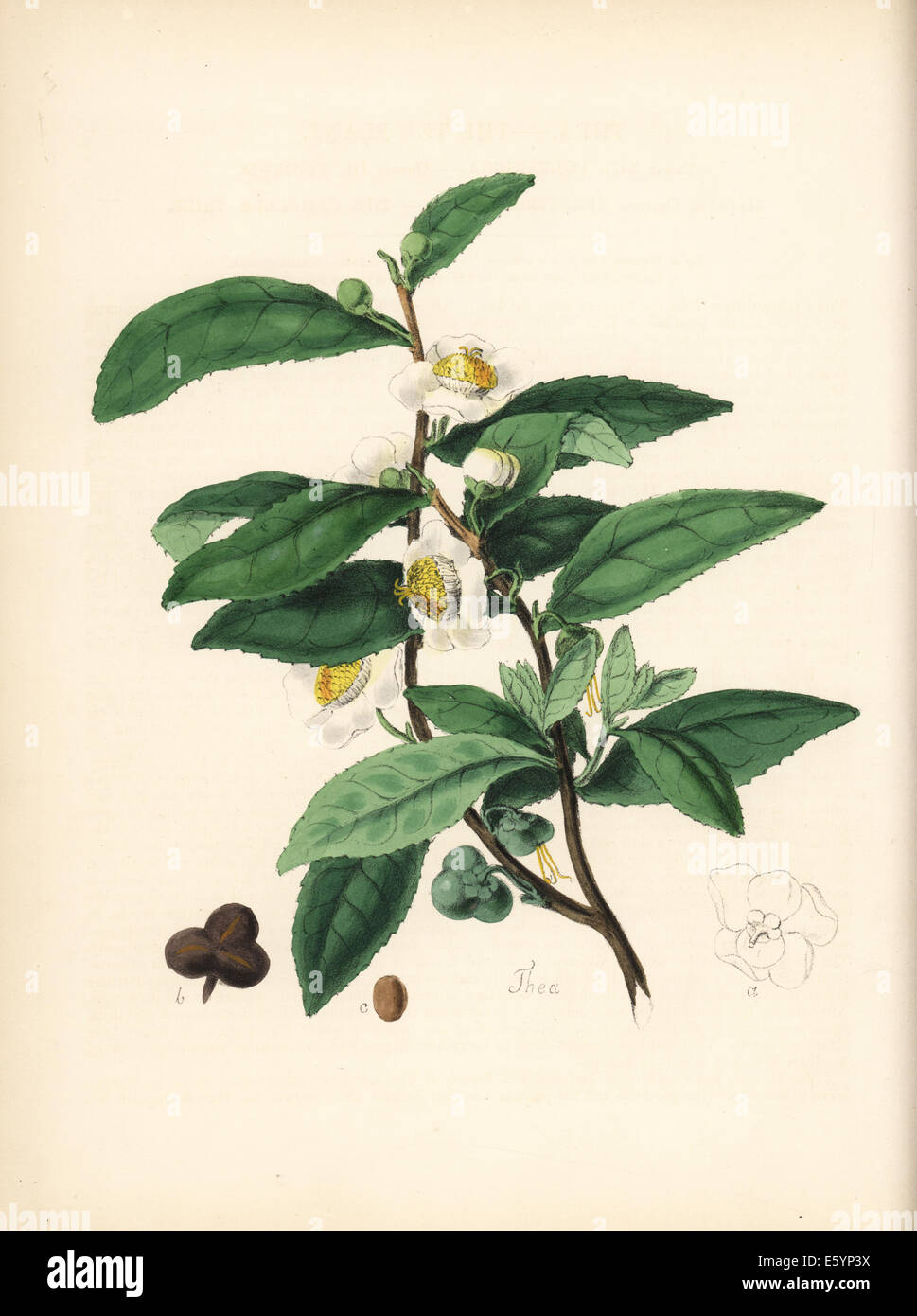 Plateau, Camellia sinensis, avec des fleurs, feuilles et fruits. Banque D'Images
