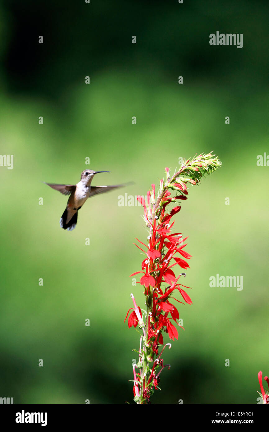 Colibri à gorge rubis planant près de Cardinal Flower Banque D'Images