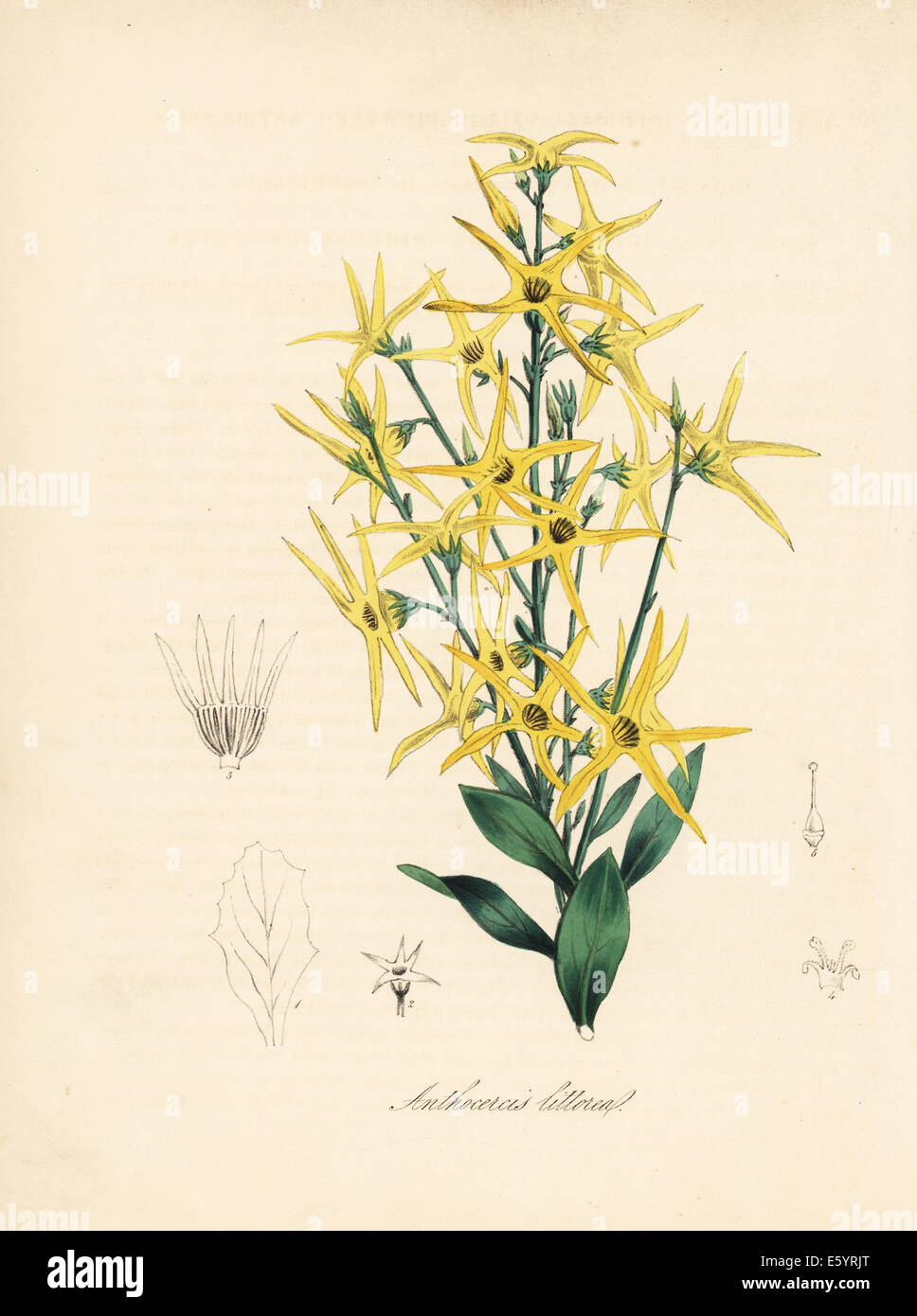 Anthocercis littorea Banque de photographies et d’images à haute