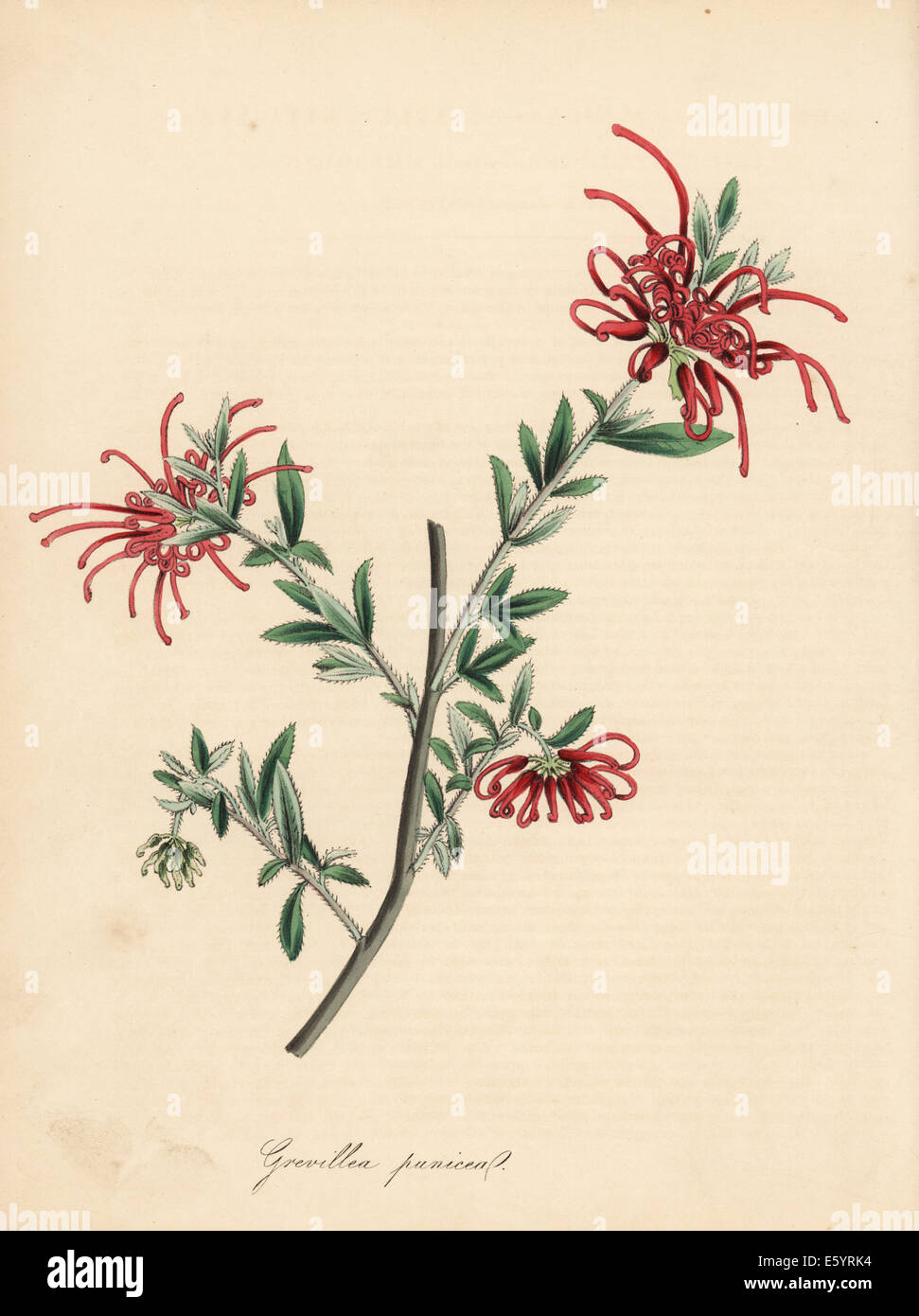 Araignée rouge écarlate ou de fleurs, de Grevillea grevillea punicea. Banque D'Images