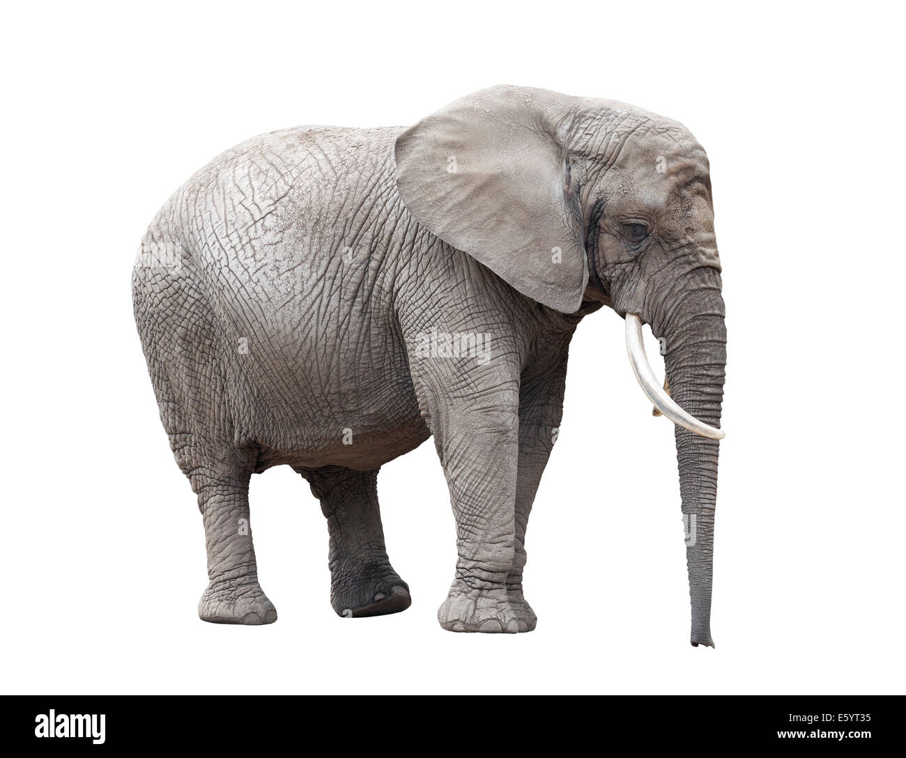 African elephant isolated on white with clipping path Banque D'Images