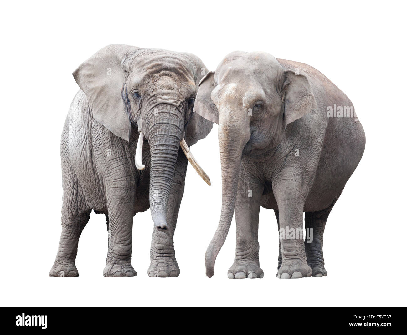 Paire d'éléphants isolé sur fond blanc Banque D'Images