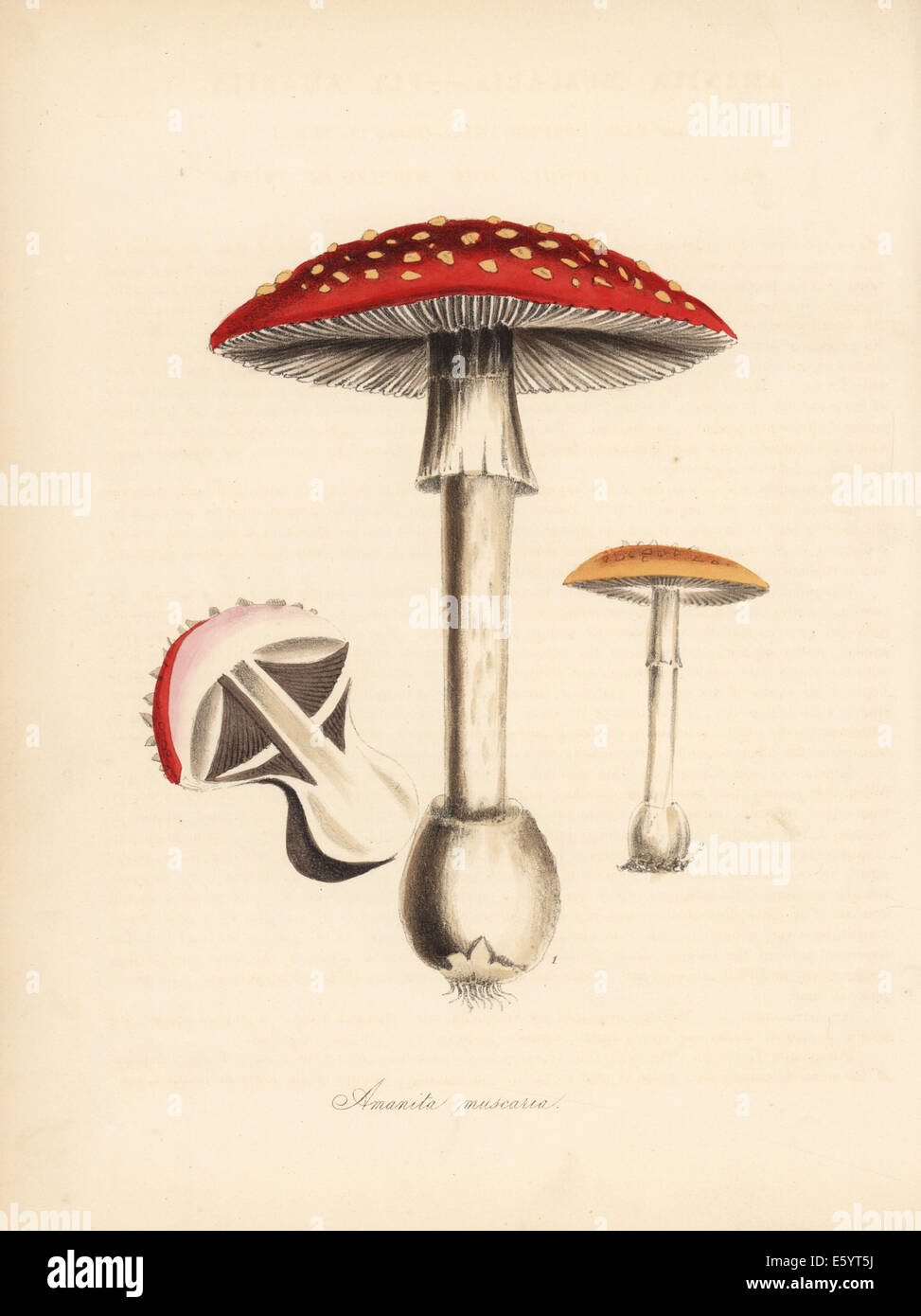 Champignons agaric Fly, Amanita muscaria. Banque D'Images
