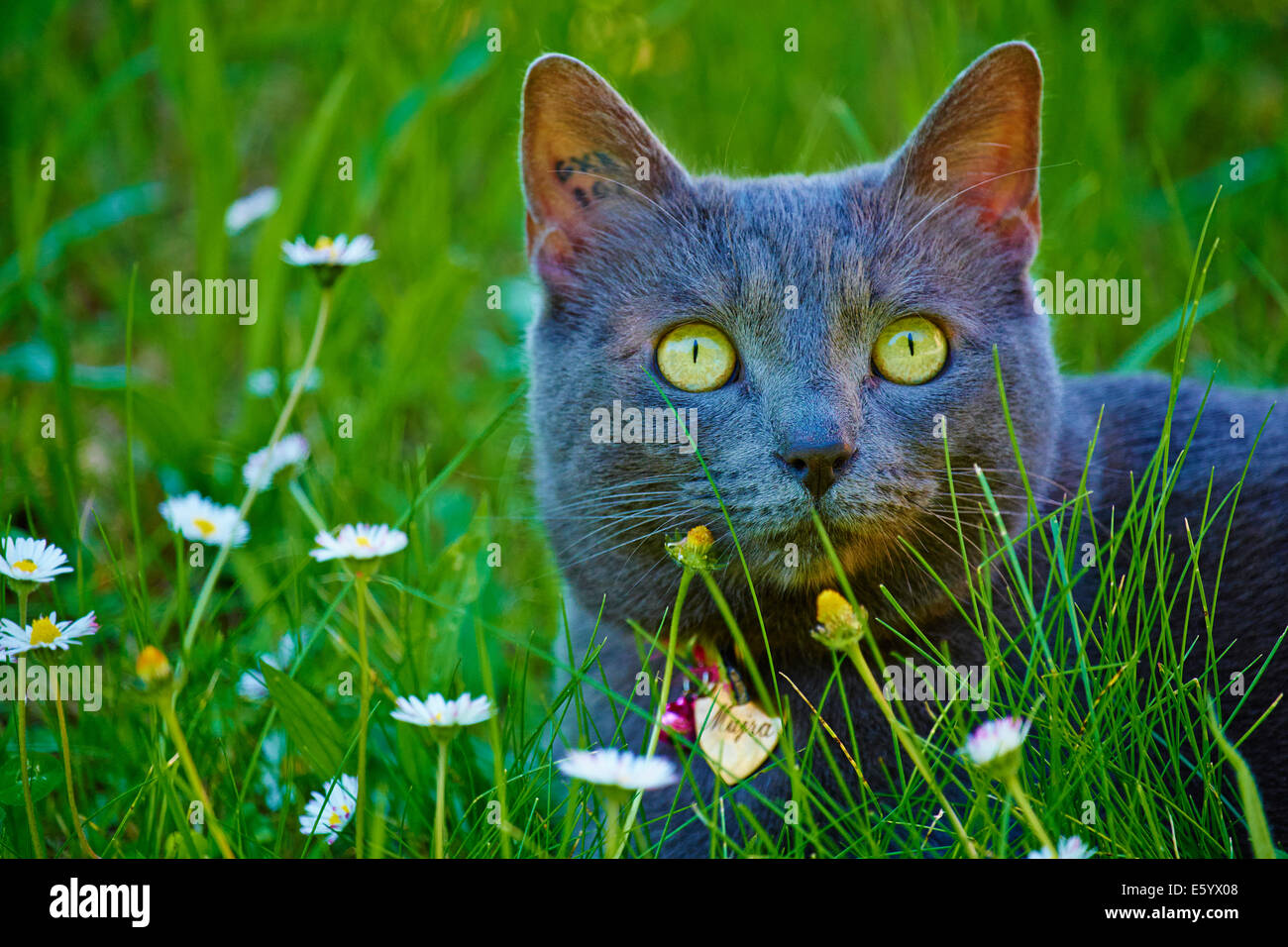 France, Dordogne, Mujra, le chat domestique Banque D'Images