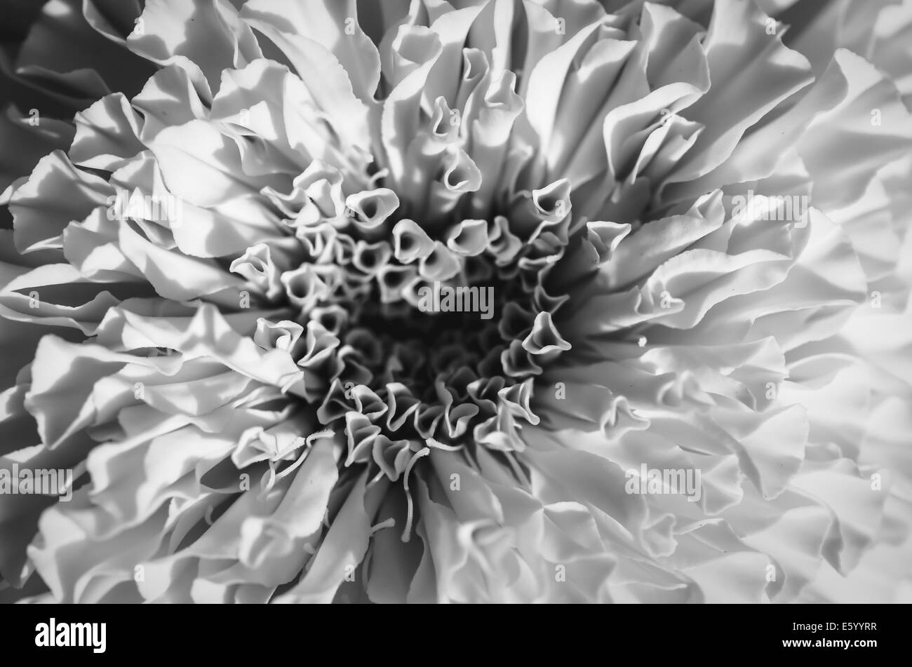 Tagètes ou Tagetes erecta fleur dans la nature ou le jardin vintage Banque D'Images