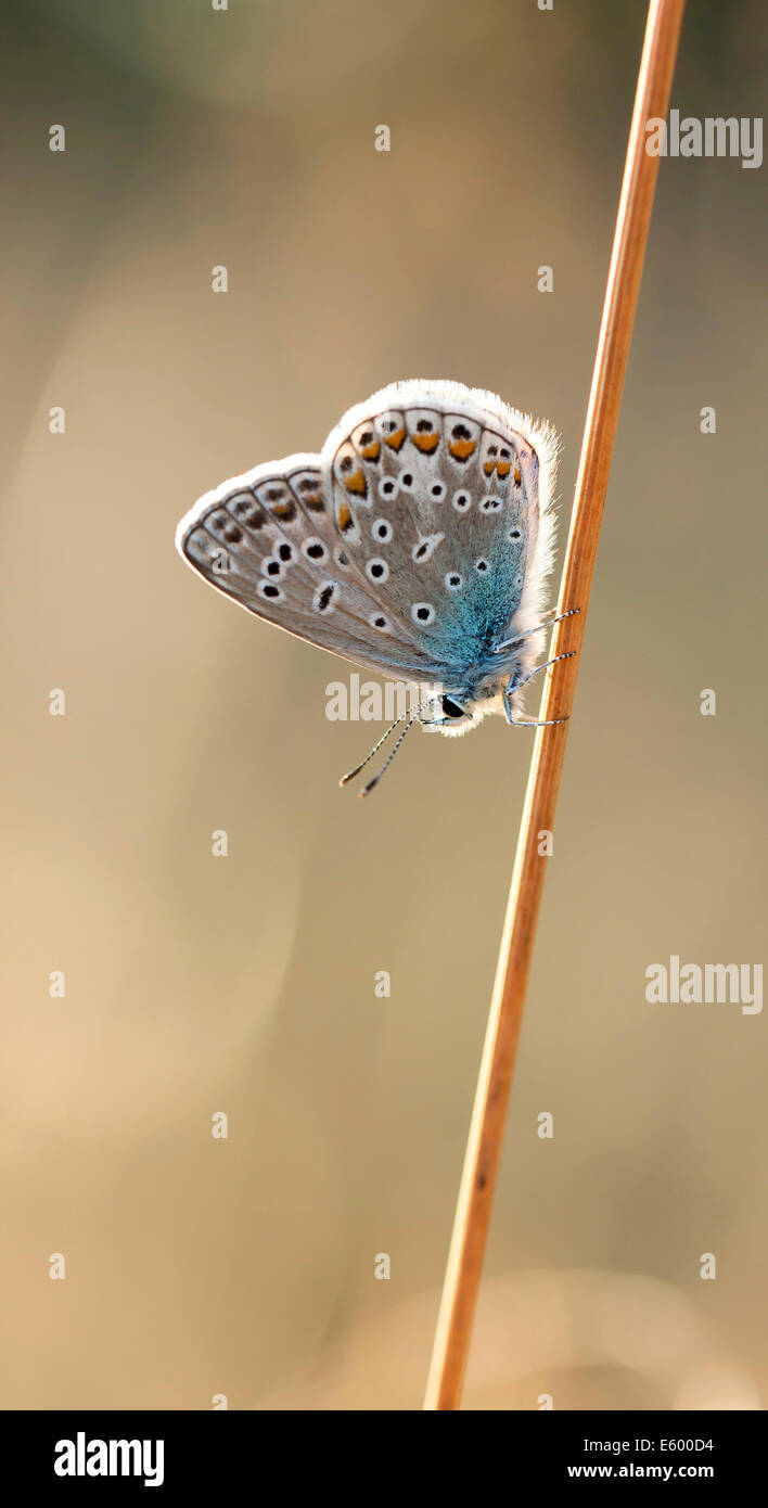 Près d'un petit papillon aux ailes texturées ou taches rondes s'asseoir sur une plante ou de paille de foin Banque D'Images