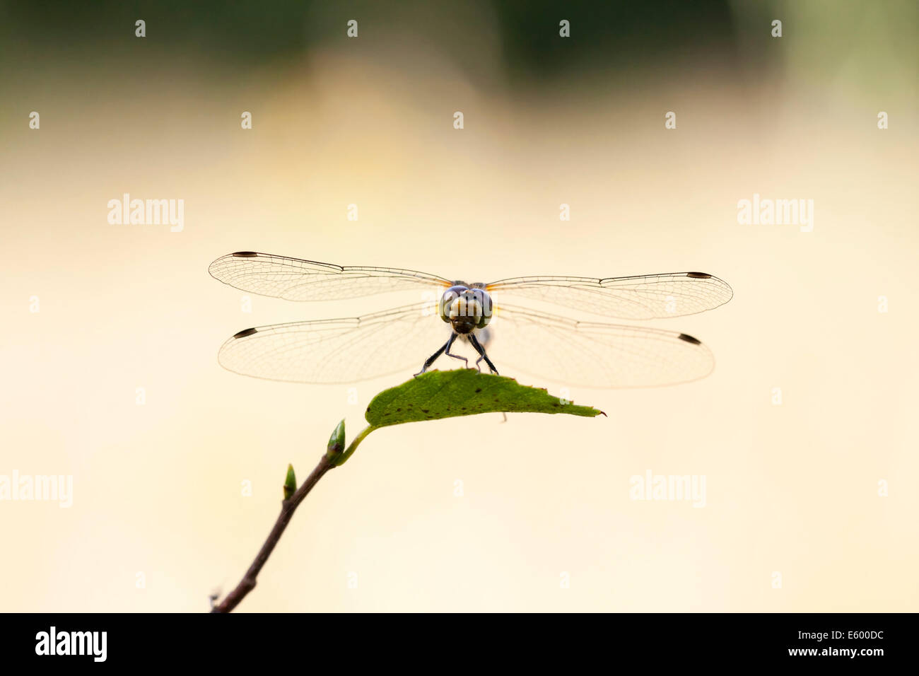 Close up d'une libellule sur une feuille d'arbre vert Banque D'Images