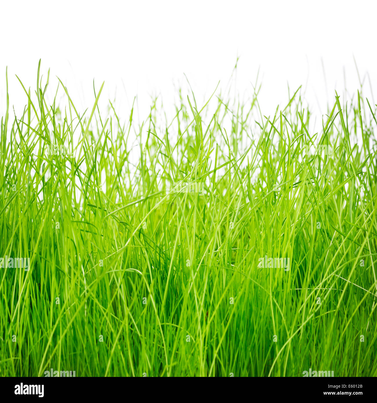 Vert printemps herbe isolé sur fond blanc Banque D'Images