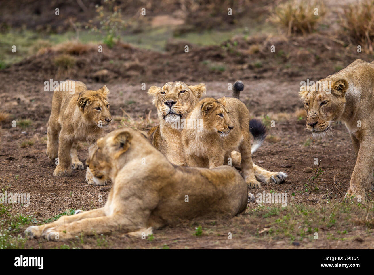 Les Lions indiens [Panthera leo persica] famille à Rif Forêt, Gujarat Inde. Banque D'Images