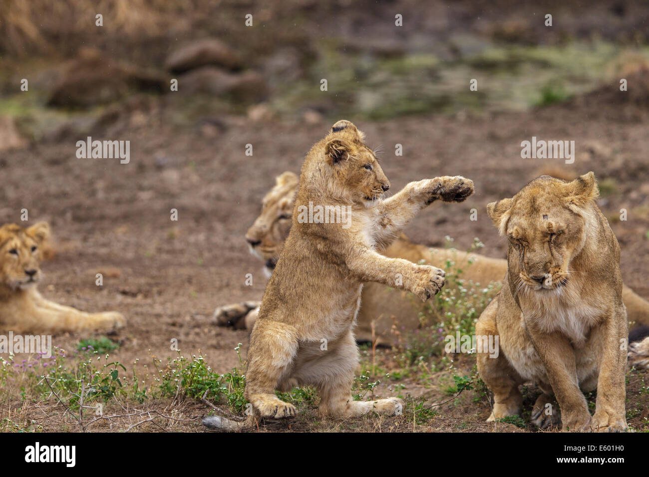 Les Lions indiens Cub dans une action ludique [Panthera leo persica] au RIF Forêt, Gujarat Inde. Banque D'Images