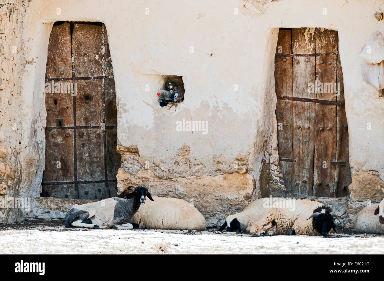 Afrique, Afrique du Nord, Maghreb, au sud de la Tunisie, de Chenini. Les chèvres avant de troglodyte house. Banque D'Images Afrique, Afrique du Nord, Maghreb, au sud de la Tunisie, de Chenini. Les chèvres avant de troglodyte house. Banque D'Images