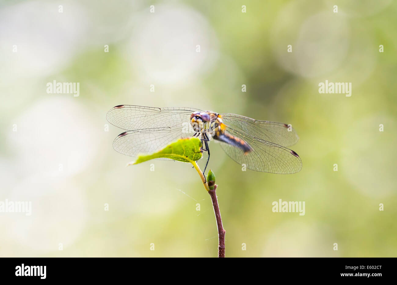 Close up d'une libellule sur une feuille d'arbre vert Banque D'Images