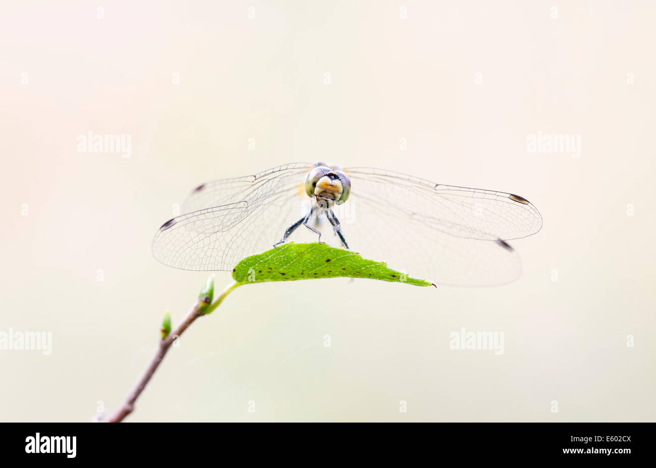 Close up d'une libellule sur une feuille d'arbre vert Banque D'Images