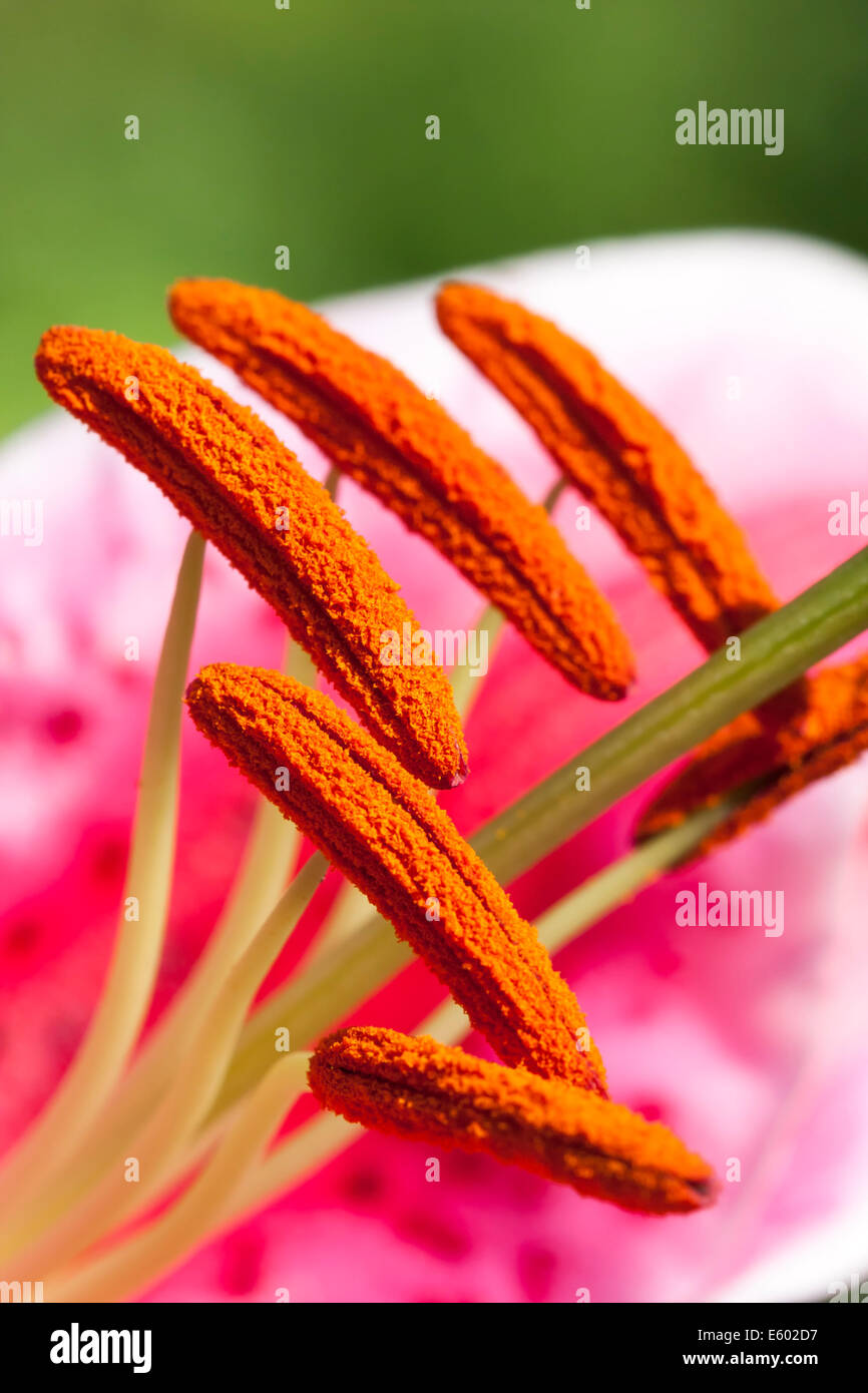 Gros plan d'une grande fleur Amaryllis pistils ou étamines Banque D'Images