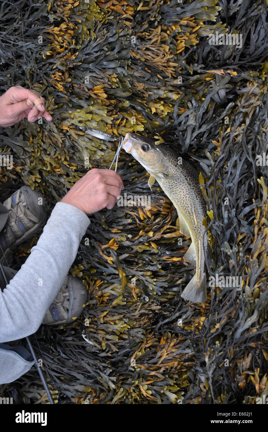 Cabillaud pêché dans la mer de Norvège Banque D'Images