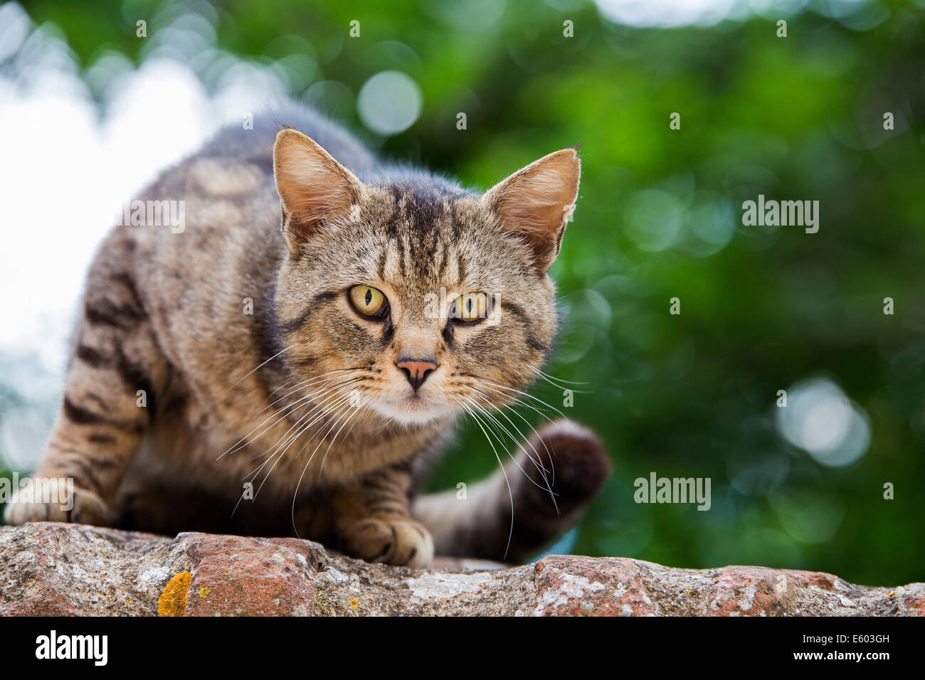 Un beau chat gris portrait. Banque D'Images