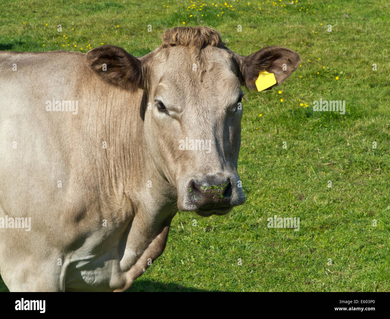 Tête et les épaules d'une vache de couleur brun pâle à tourner avec une seule caméra, vierge d'oreille jaune et l'herbe fraîche sur le museau Banque D'Images