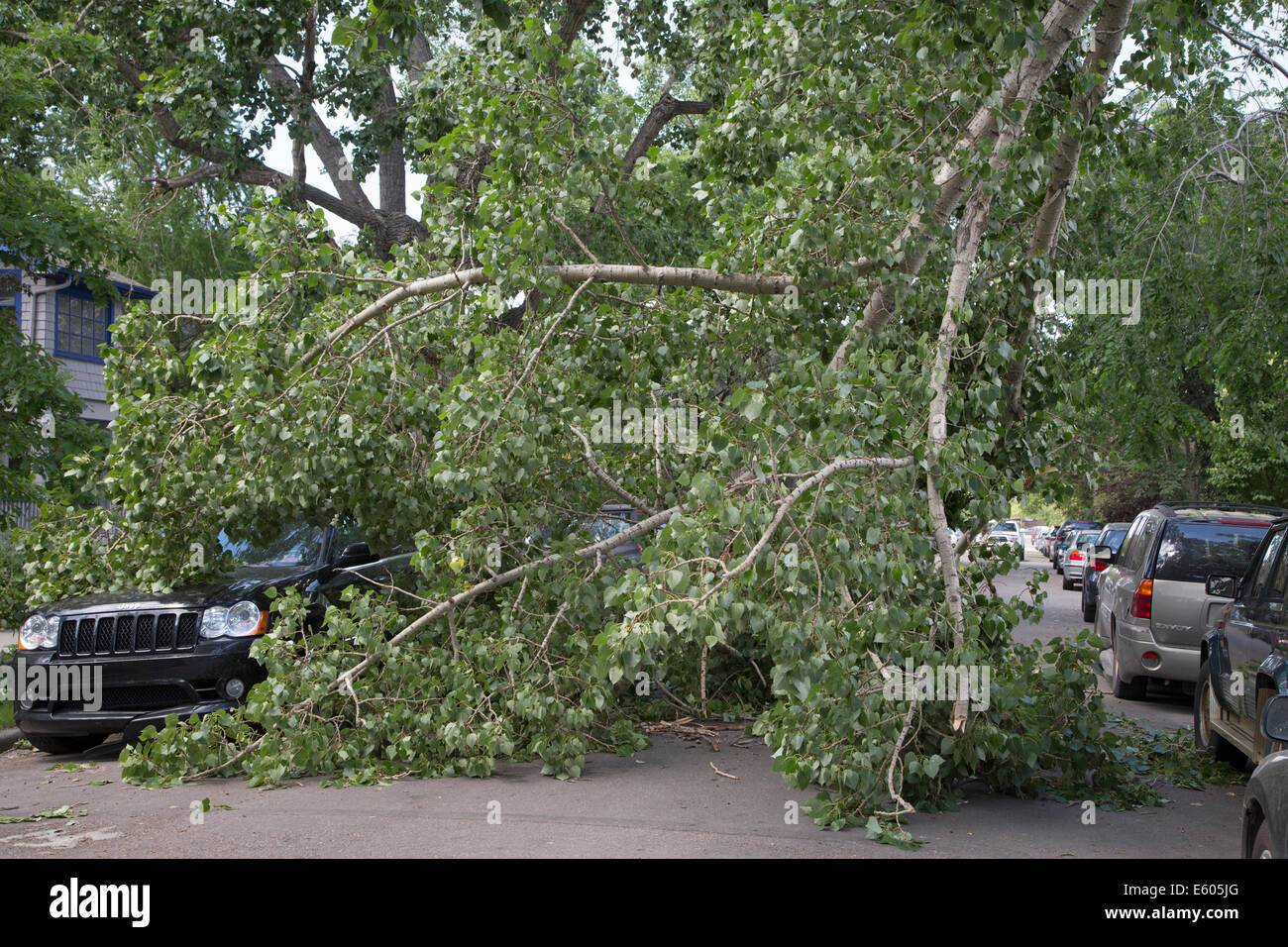 Véhicule sous une branche de bois de coton tombée sur la rue de Calgary après une tempête de vent Banque D'Images