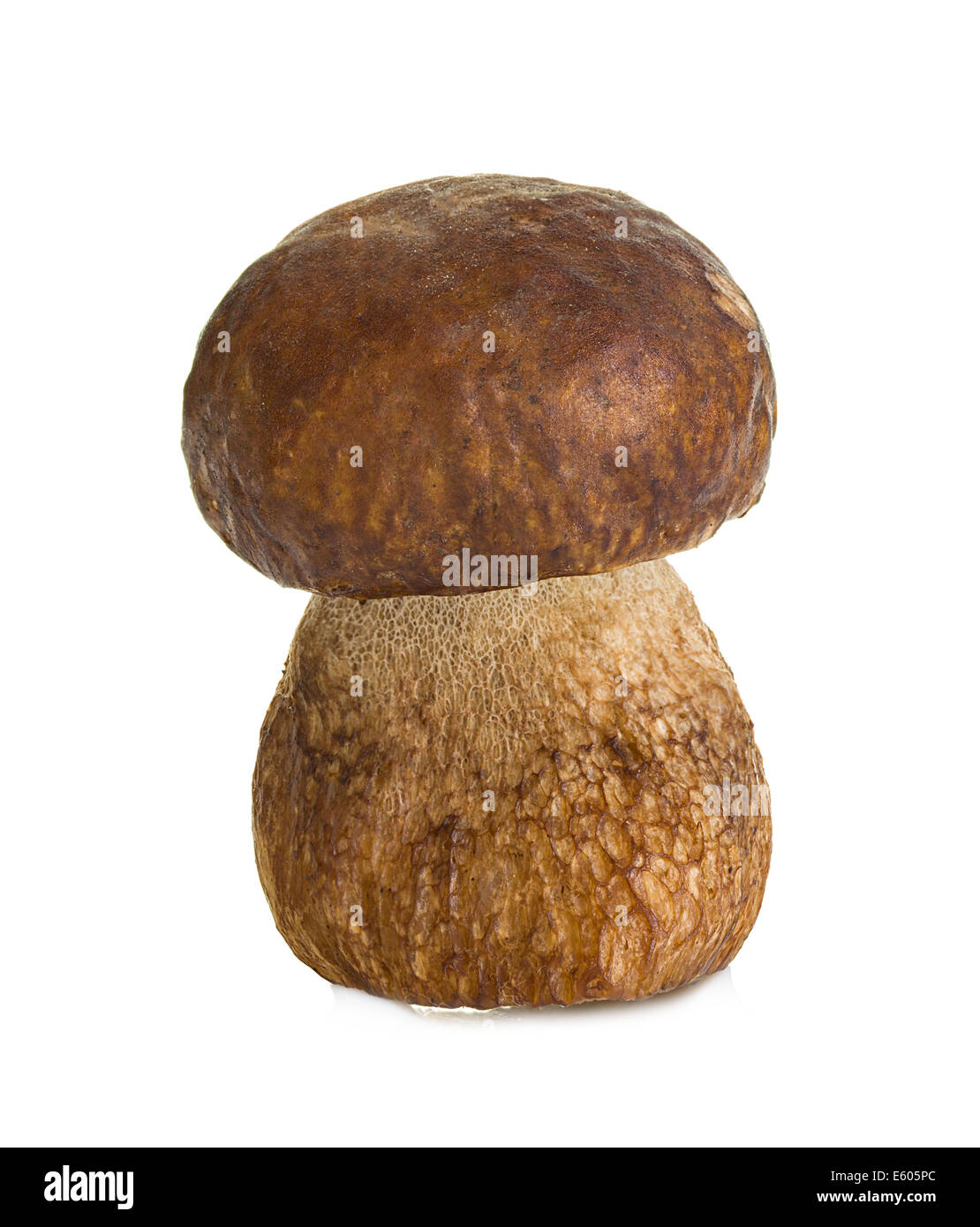 Boletus, cep mushroom isolé sur fond blanc Banque D'Images