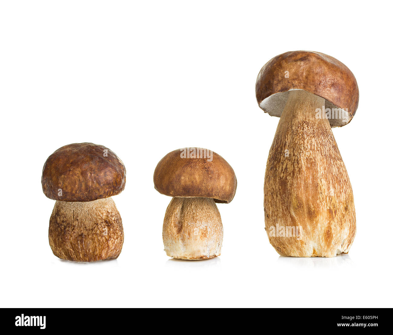 Boletus, cep mushroom isolé sur fond blanc Banque D'Images