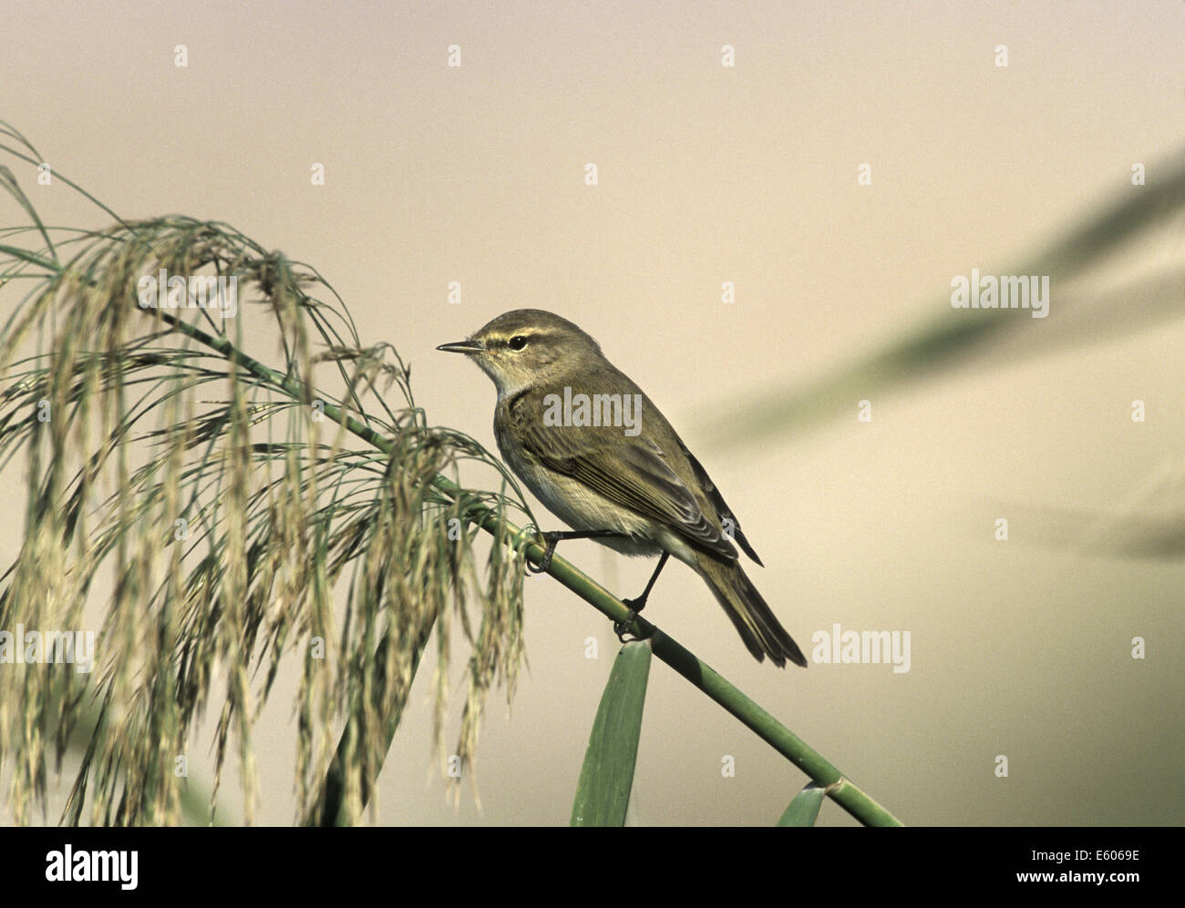 Phylloscopus collybita L « récent 11cm. Petite paruline, mieux connu pour sa chanson onomatopéique. Les sexes sont semblables. Et adultes juven Banque D'Images
