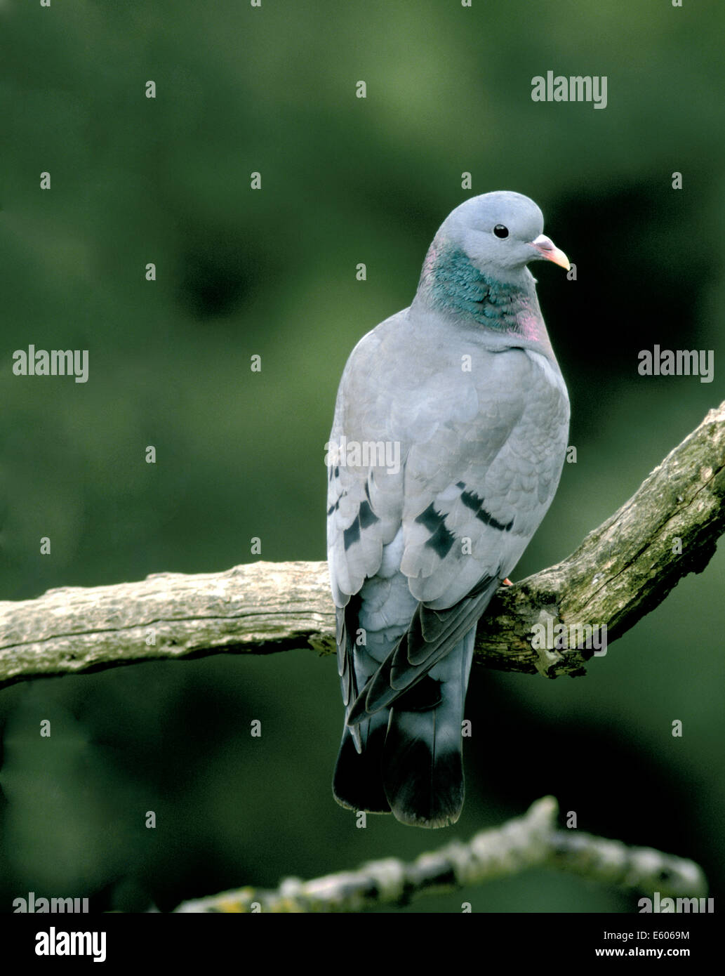 Pigeon colombin Columba oenas Banque D'Images