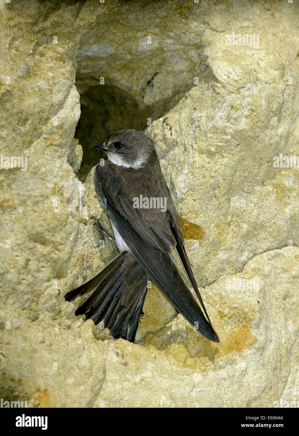 Riparia riparia Sand Martin Banque D'Images