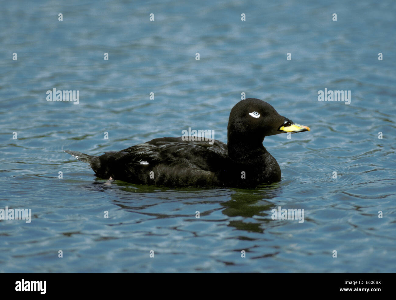 Macreuse noire Melanitta fusca Velvet Banque D'Images