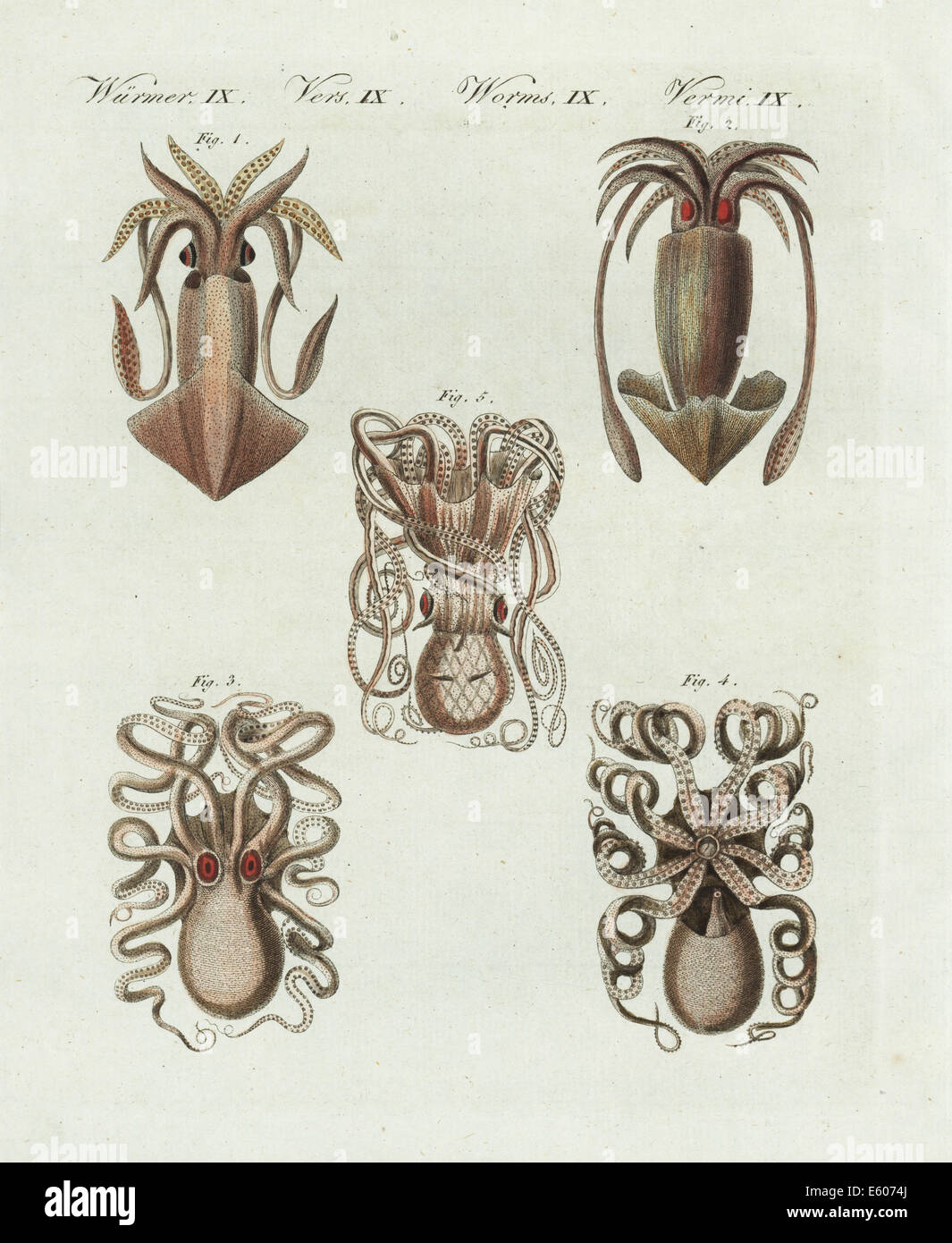 L'encornet, calmar européenne, l'Octopus et le poulpe commun. Banque D'Images