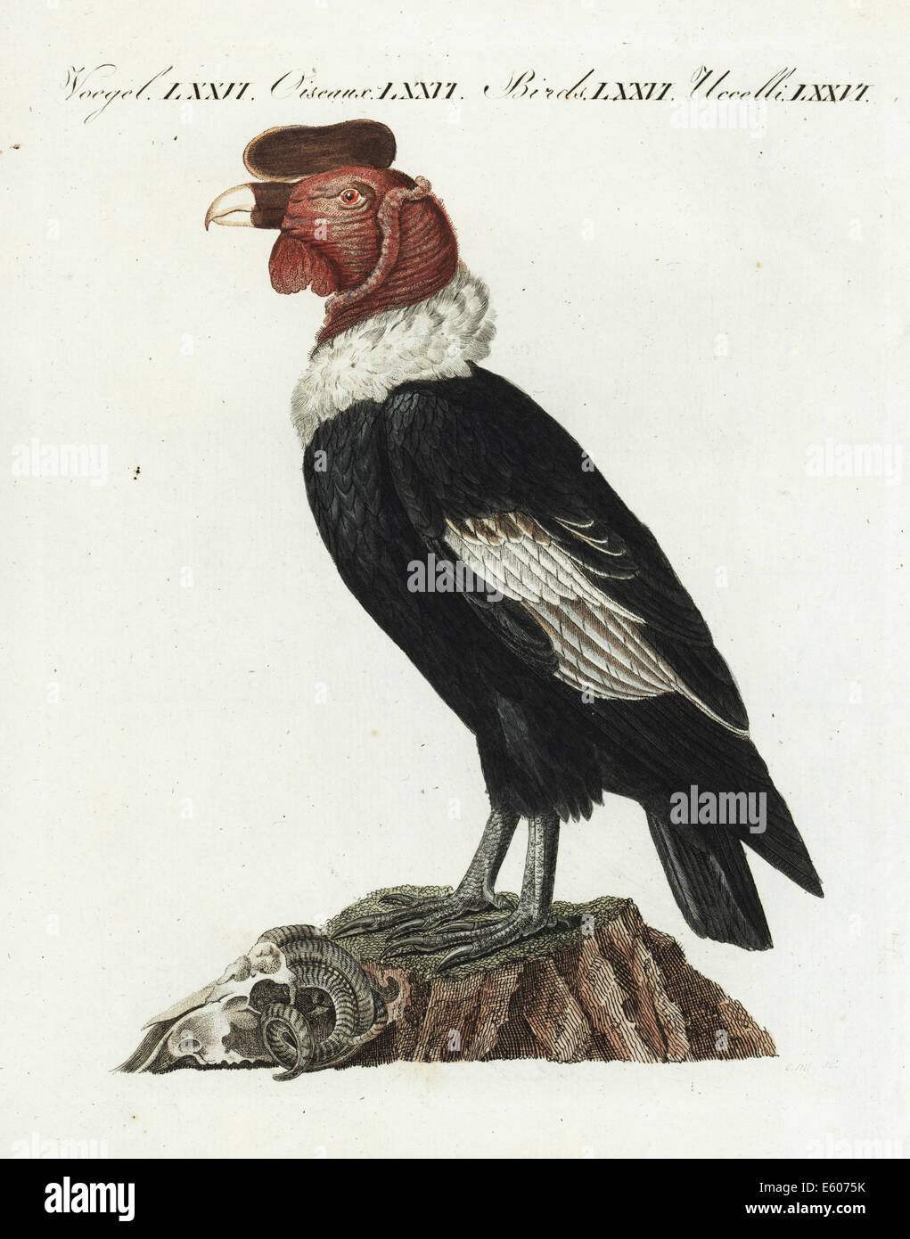 Condor des Andes, Vultur gryphus, quasi menacé. Banque D'Images