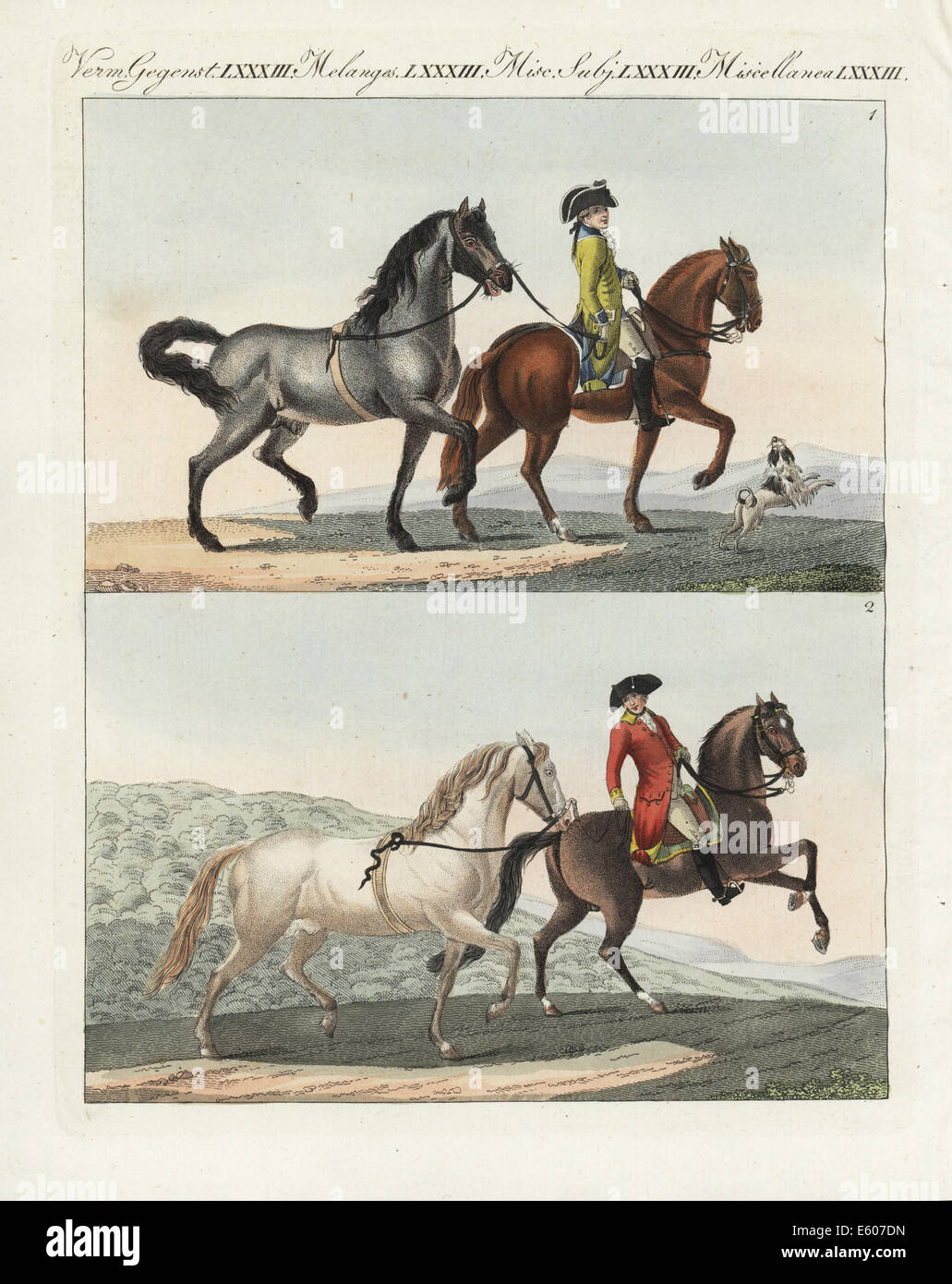 Holsteiner, frisons, et races de chevaux danois. Banque D'Images