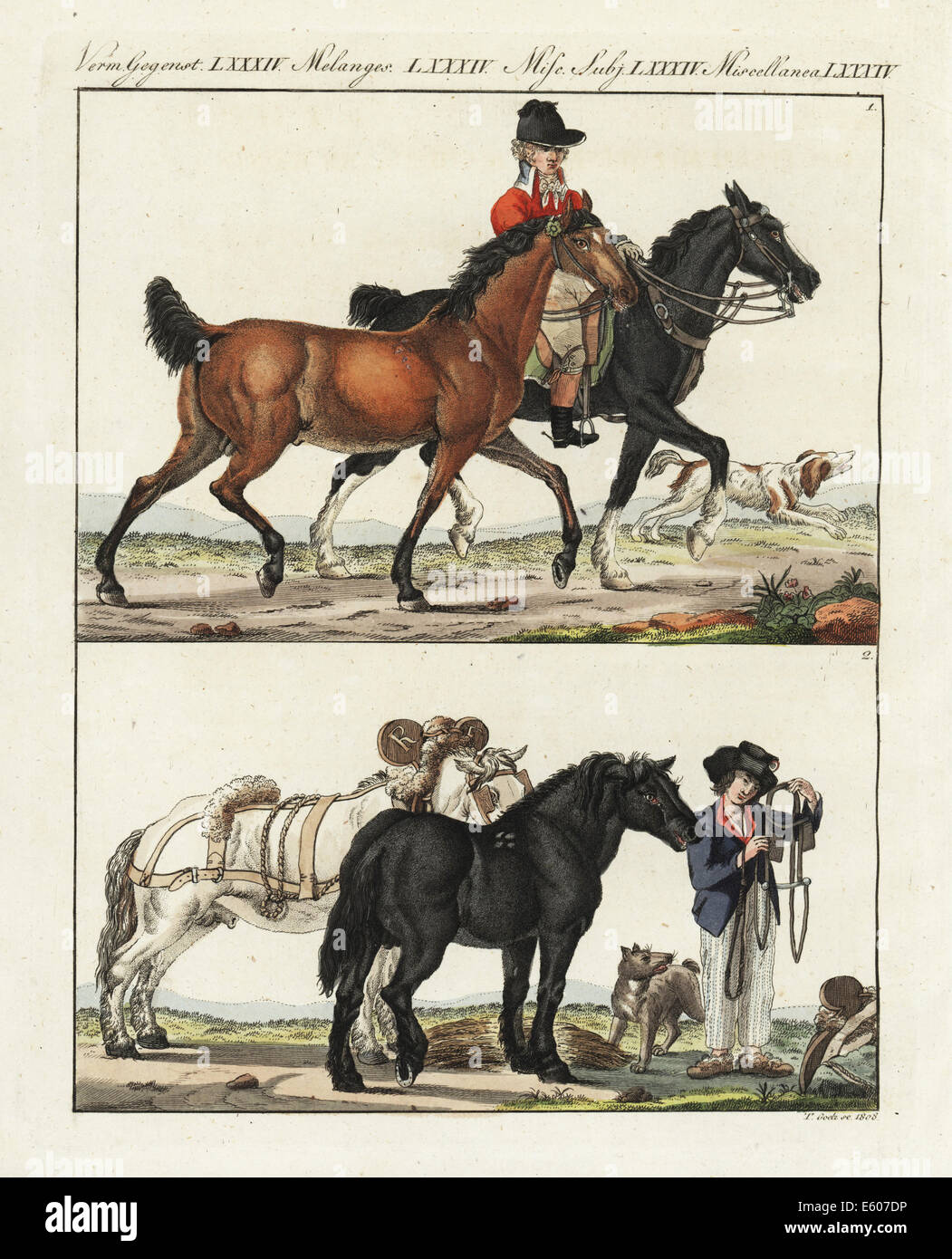 Anglais race basée sur le sang arabe, et des chevaux français. Banque D'Images