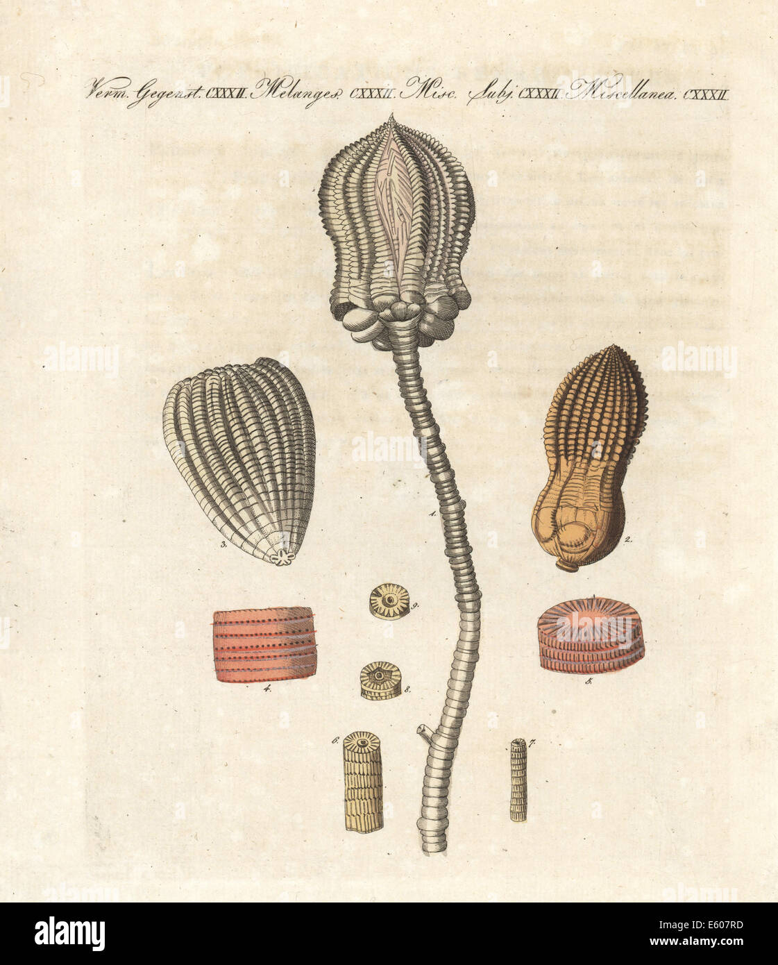 Lily encrinite marine fossile ou caillouteux, Helmintholithus encrinus lily. Banque D'Images