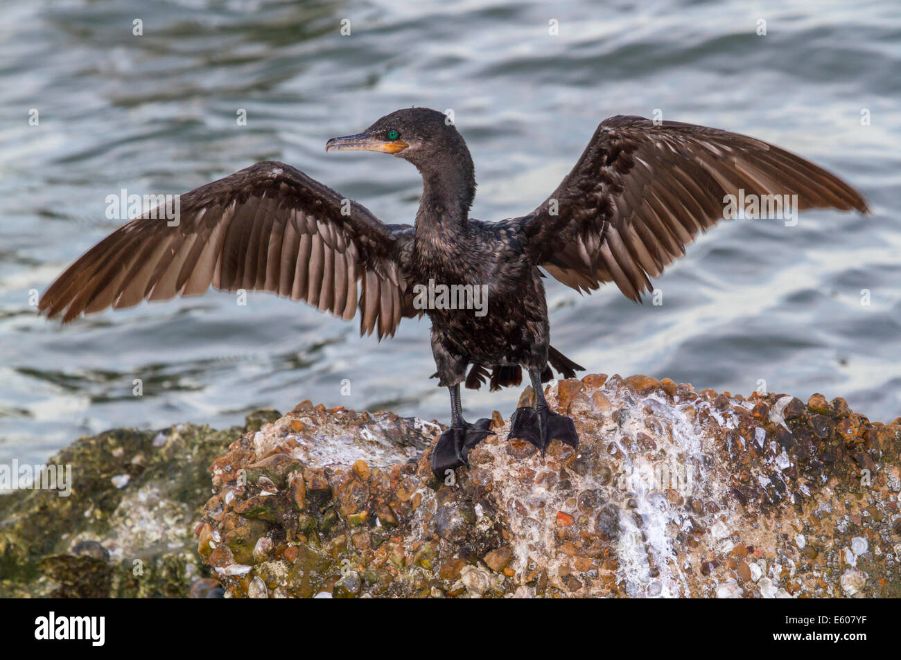 Cormoran vigua (Phalacrocorax brasilianus) cormortant humide séchage des plumes sur un rocher, Galveston, Texas, États-Unis Banque D'Images