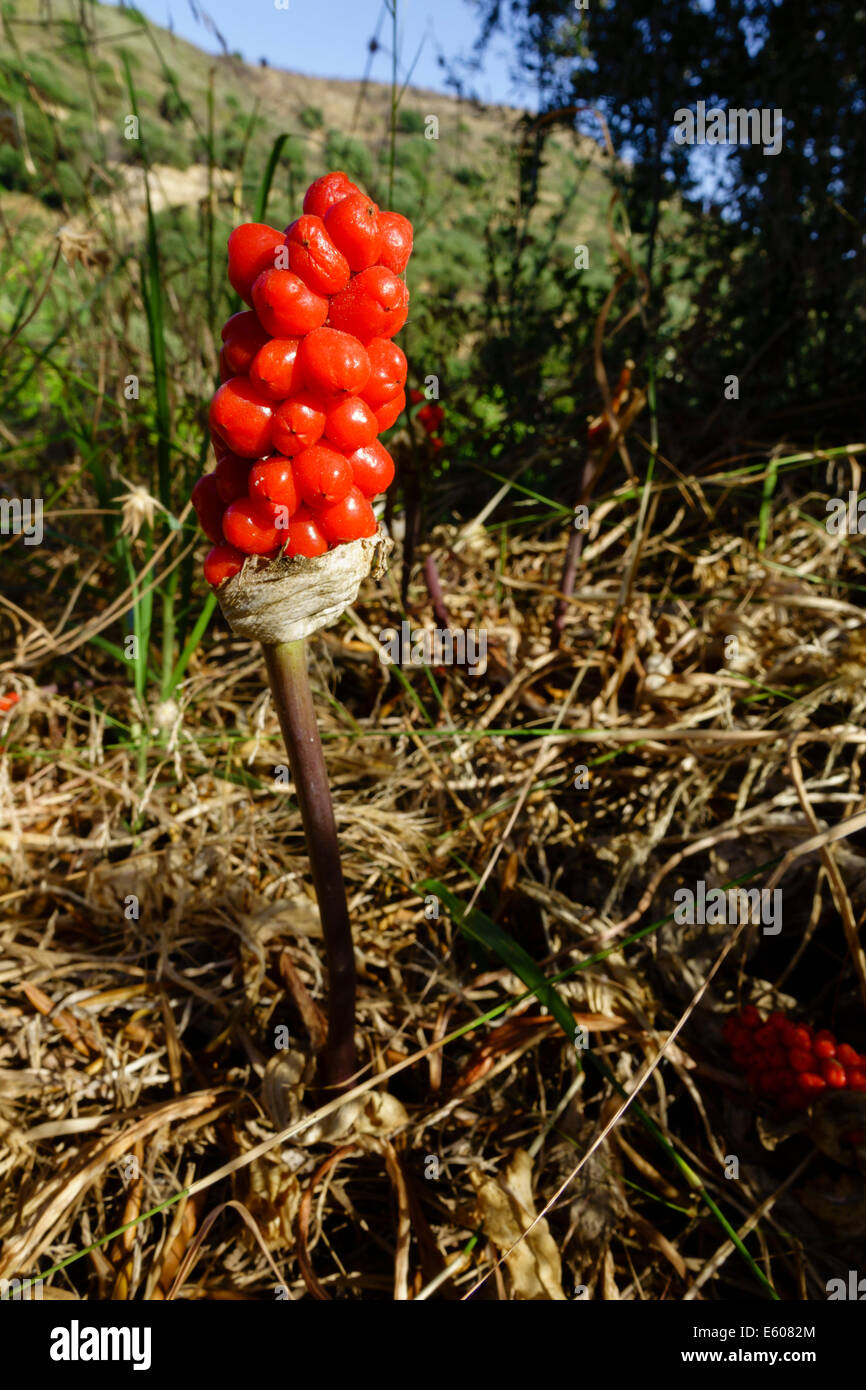 Zante, Grèce - Arum maculatum, d'arum sauvage, fructification toxique Berry  Head en plein été Photo Stock - Alamy