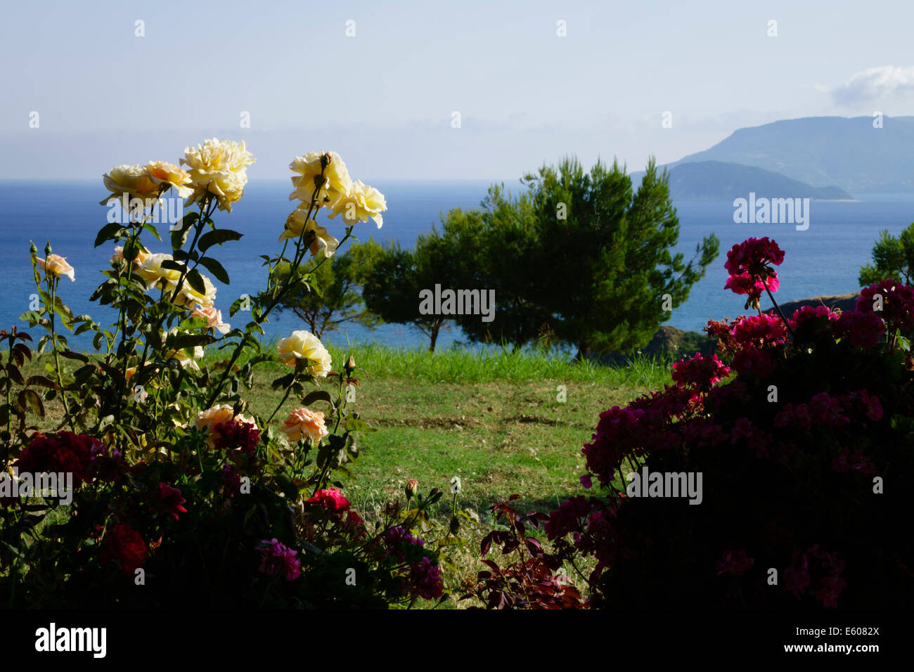 Zante, Grèce - voir ci-dessus une taverne de Kalamaki sur les pentes du mont Skopos. Roses dans la taverne jardin. Banque D'Images