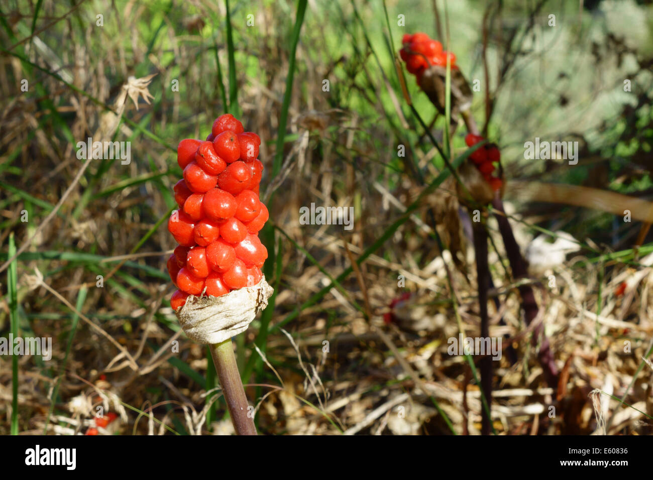 Zante, Grèce - Arum maculatum, d'arum sauvage, fructification toxique Berry  Head en plein été Photo Stock - Alamy