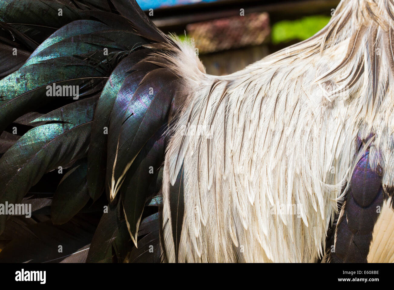 Gamme de leghorn détail coq d'argent Banque D'Images