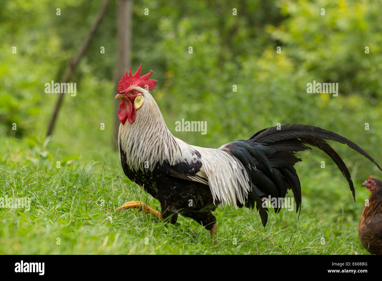 Gamme de coq et poule leghorn argentée Banque D'Images