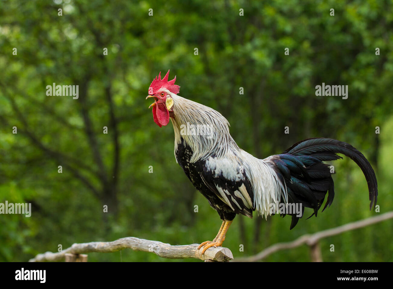 Portée de coq qui chantent la Leghorn argenté coq chantant. Banque D'Images
