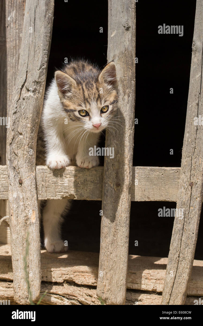 Un magnifique chaton gris posing. Banque D'Images