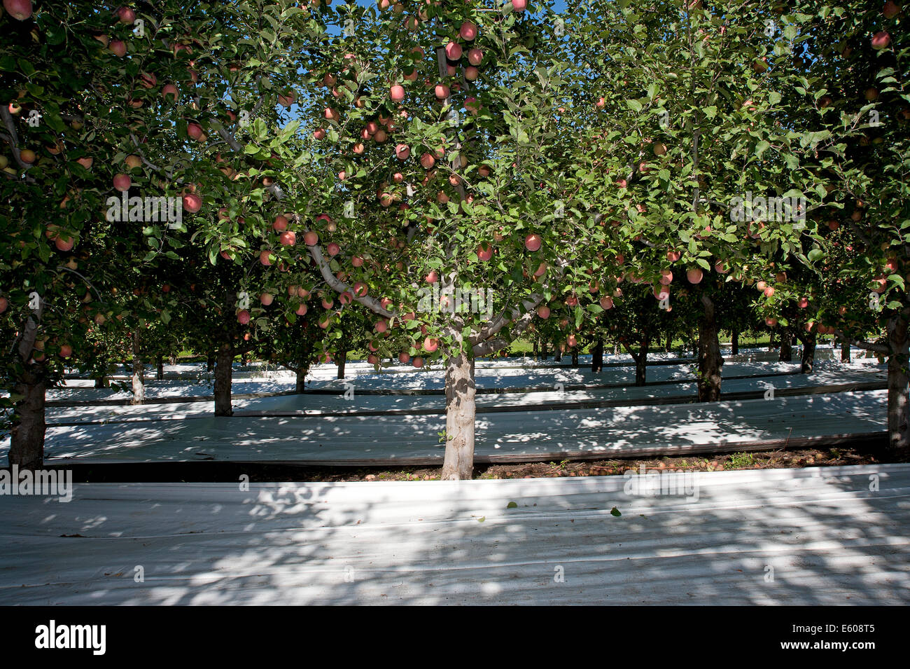 Rangées de pommiers dans le verger. Couvre-sol réfléchissant est utilisé pour refléter la lumière du soleil. Banque D'Images