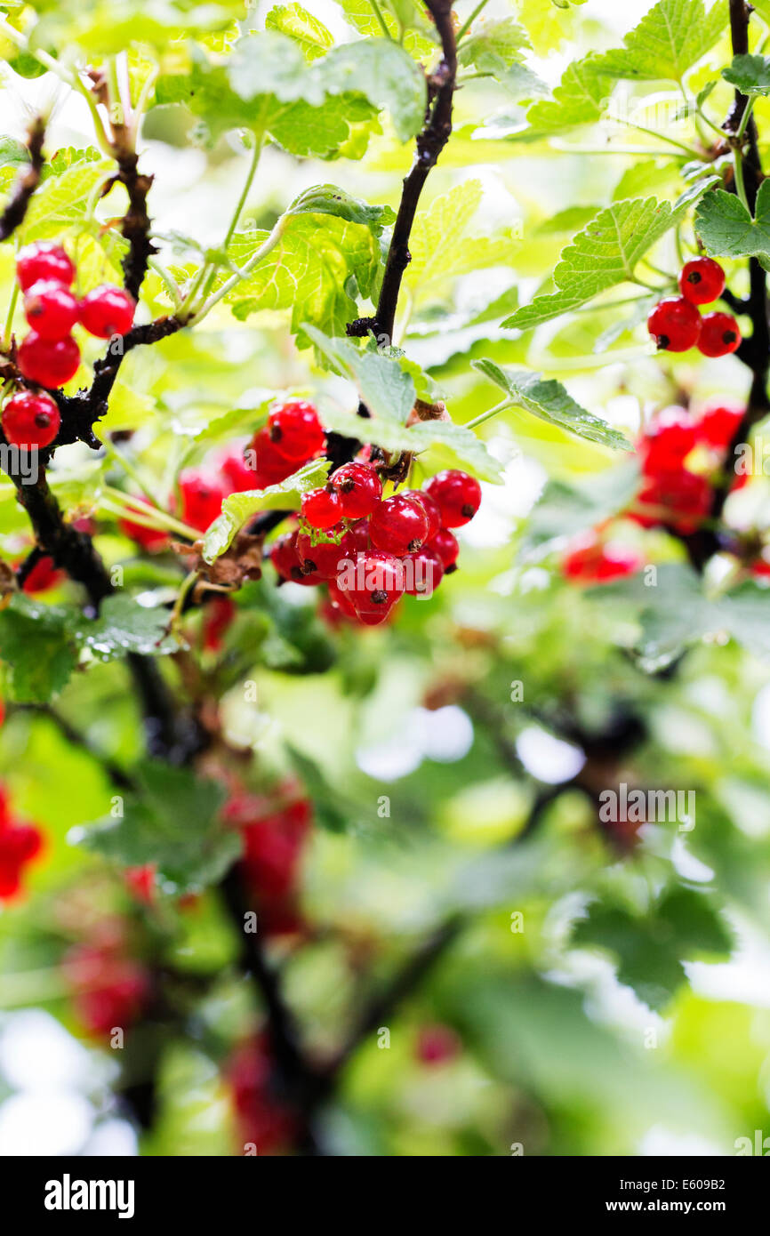 Les baies mûres de groseille rouge, de la Brousse Banque D'Images