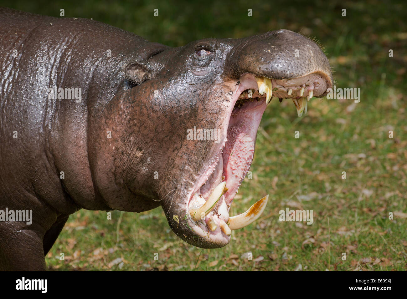 L'hippopotame pygmée Banque D'Images