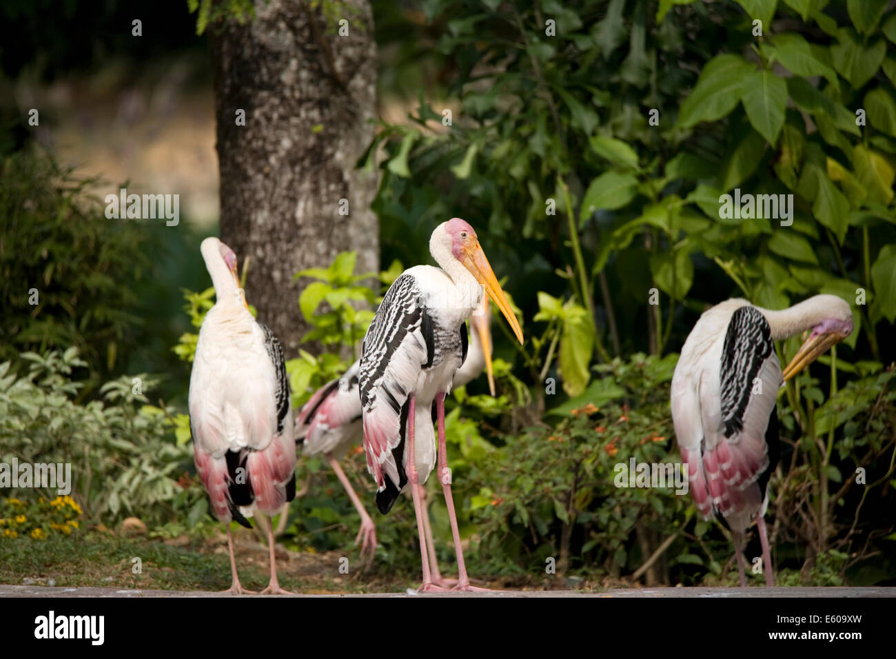 Bec jaune cigogne laiteuse Mycteria ibis Banque D'Images