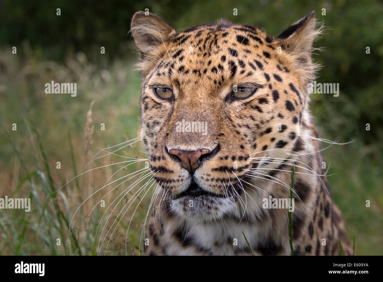 Amur Leopard Banque D'Images