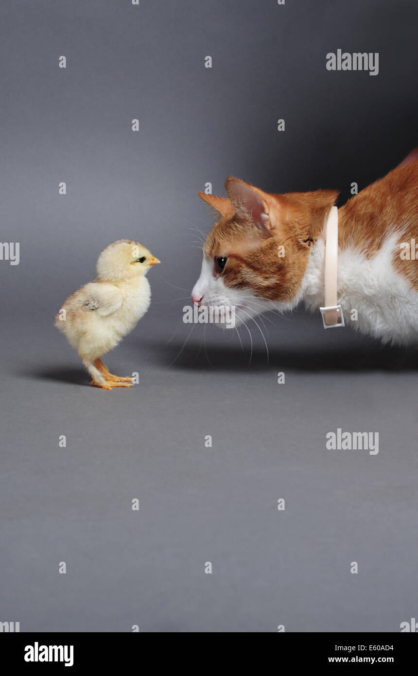 Poussin D Or Et Un Chat Debout Face A Face Photo Stock Alamy