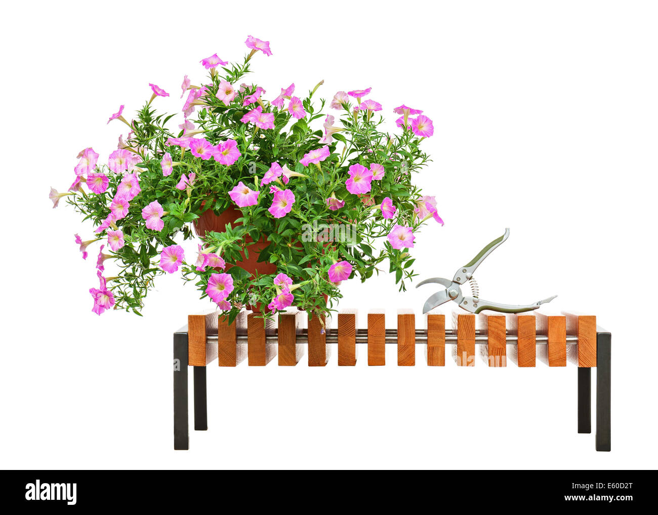 Pétunia rose fleurs en pot sur banc en bois avec accessoires de jardin isolé sur fond blanc. Banque D'Images
