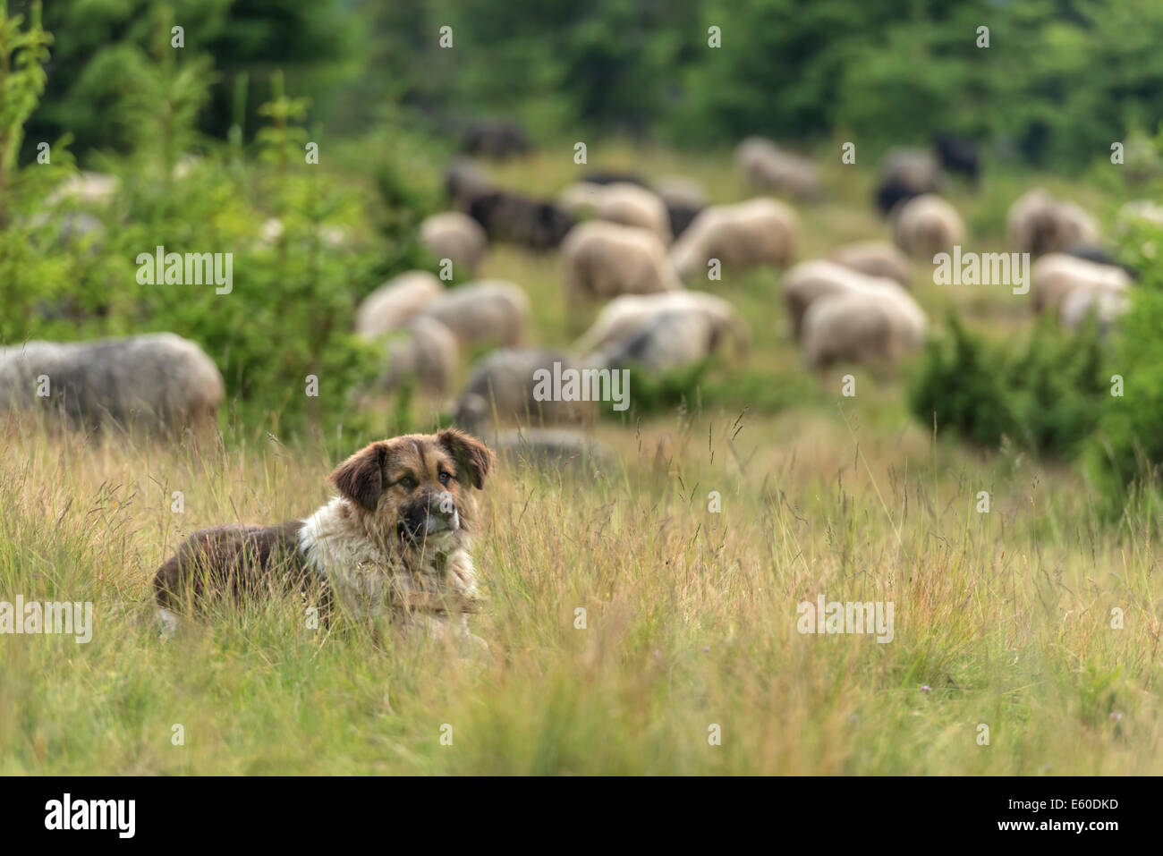 Chien de berger himalaya close up Banque D'Images