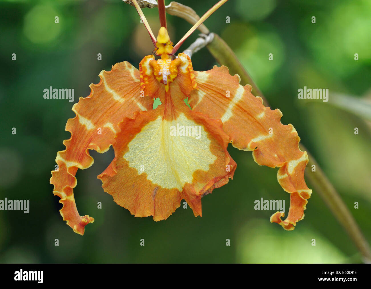 Orchidée papillon Psychopsis papilio Psychopsis - Du Mexique et Amérique du Sud Banque D'Images